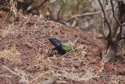 Close-up of lizard on field