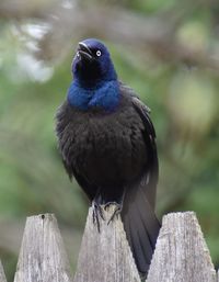 Close-up of bird perching on wooden post