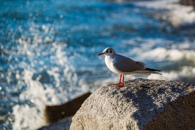 Close-up of seagull perching on rock