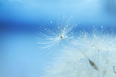 Close-up of raindrops on dandelion