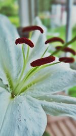 Close-up of flowers