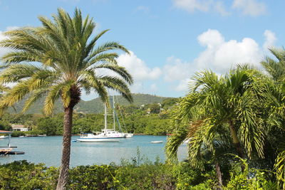 Palm trees by sea against sky