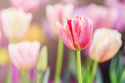 Close-up of pink tulip