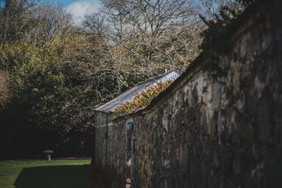 Close-up of weathered wall against trees