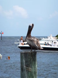 Bird perching on wooden post in sea against sky