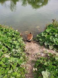 High angle view of bird in lake