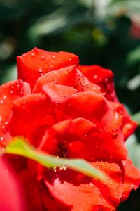 Close-up of wet red rose blooming outdoors