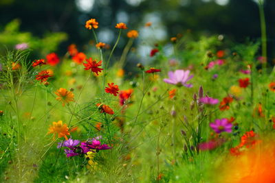 Close-up of flowering plants on field