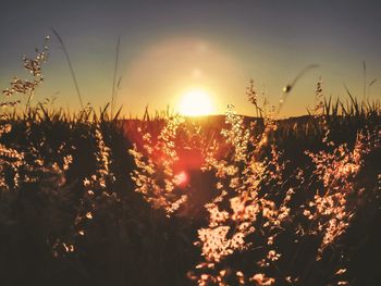 Close-up of silhouette plants against sky during sunset