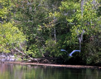 Scenic view of lake by trees