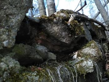 Close-up of lizard on tree trunk