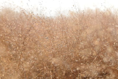 Full frame shot of dry plants on land