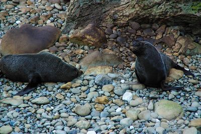 High angle view of sea lion on rocks