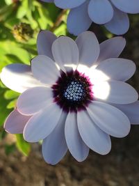 Close-up of pink flowers blooming outdoors
