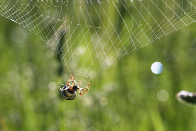 Close-up of spider on web