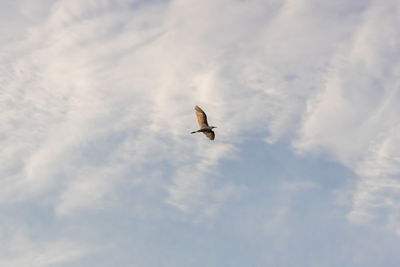 Low angle view of bird flying