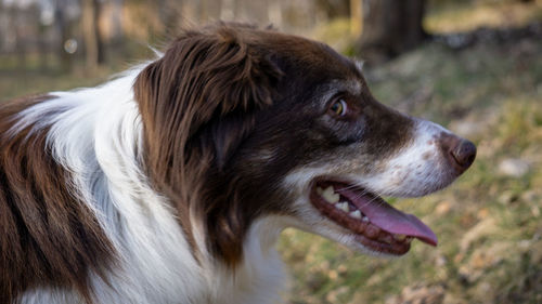 Close-up of dog looking away