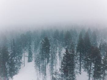 Pine trees in forest during winter