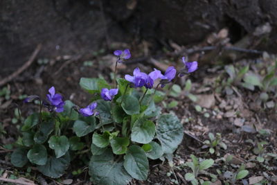 High angle view of purple flowering plant