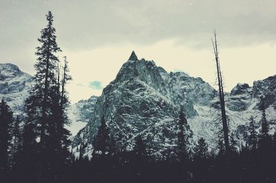 Panoramic view of trees in forest against sky