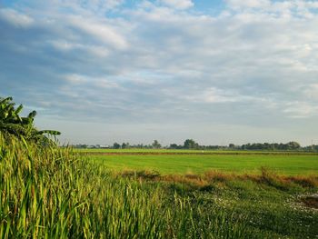 Scenic view of agricultural field against sky