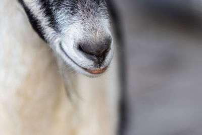 Close-up of goat