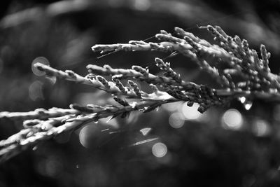 Close-up of wet plant during winter