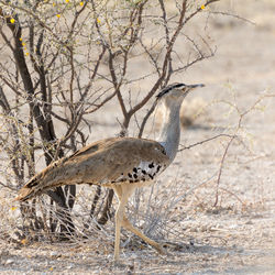  view of kori bustard by thorny plants