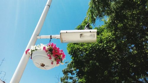 Low angle view of flower pot against clear blue sky