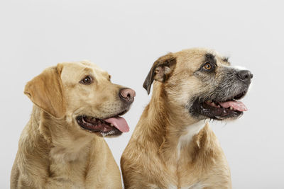 Close-up of dogs looking away while sticking out tongue against white background