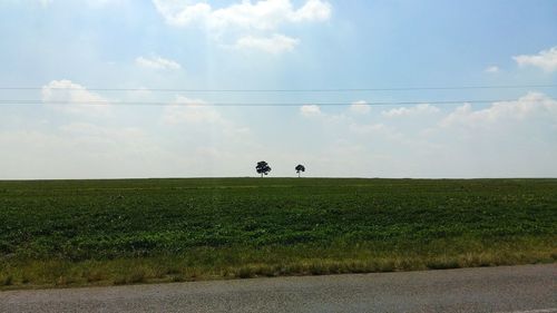 Birds on field against sky