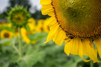 Close-up of yellow sunflower