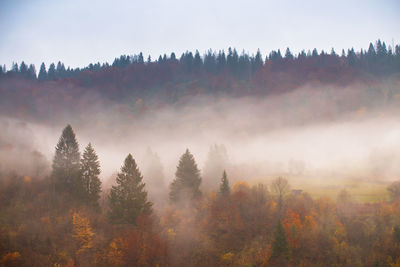 Trees in forest against sky during autumn