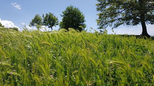 Crops growing on field against sky