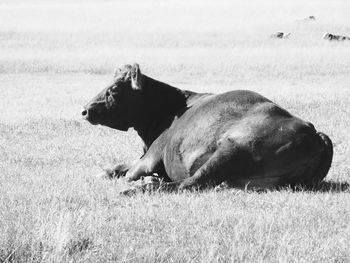 Side view of a resting on field