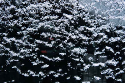 Close-up of frozen tree during winter