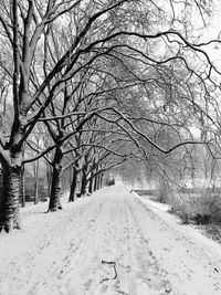 Snow covered road along bare trees