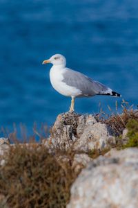 Seagull perching on rock by sea