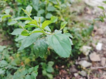 Close-up of insect on plant