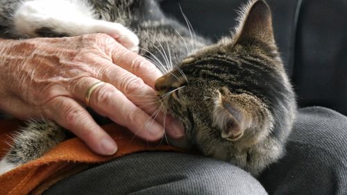 Close-up of hand holding cat