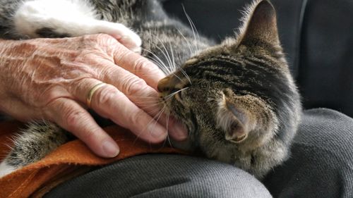 Close-up of hand holding cat