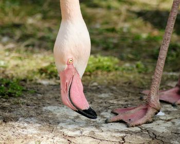Close-up of flamingo on field