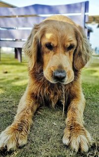 Close-up portrait of a dog on field