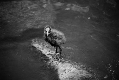 High angle view of bird perching on a lake