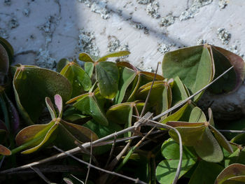 Close-up of succulent plant in pot