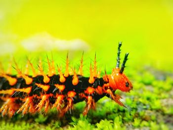 Close-up of bee on flower