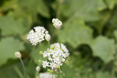 Close-up of white flowering plant