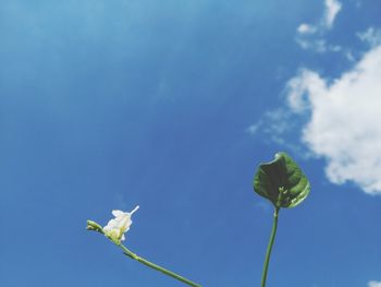 Low angle view of flowering plant against blue sky