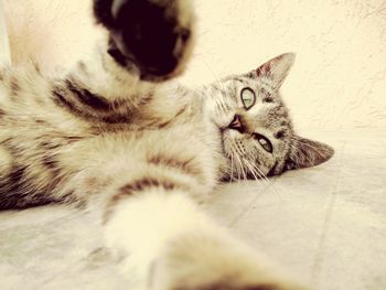 Close-up portrait of tabby cat