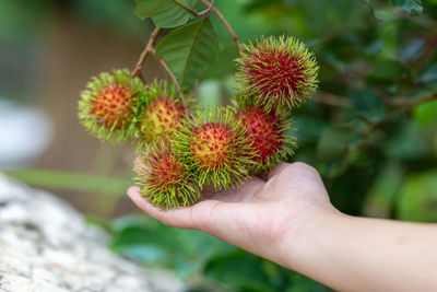 Cropped hand holding plant